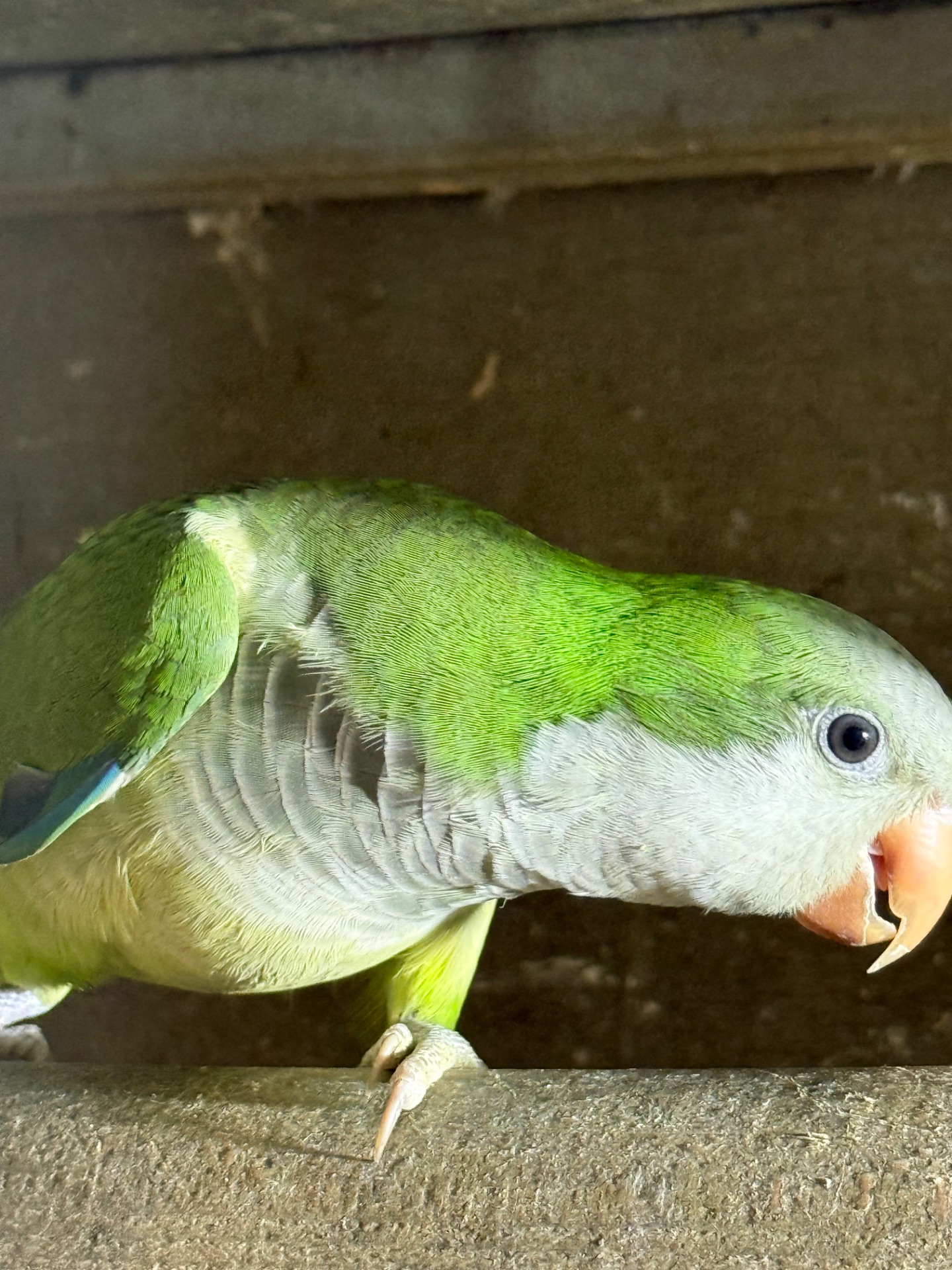 Пташенята папуги монахи квакер каліта