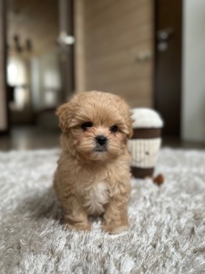 Мини мишка мальтипу f1 baby face