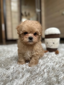 Мини мишка мальтипу f1 baby face