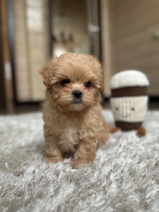 Мини мишка мальтипу f1 baby face