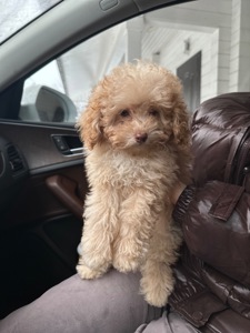 Принцесса мини мальтипу той пудель f2 baby face