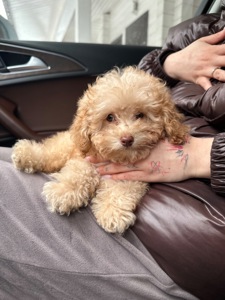 Принцесса мини мальтипу той пудель f2 baby face