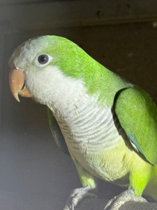 Пташенята папуги монахи квакер каліта