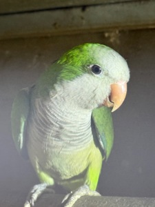 Пташенята папуги монахи квакер каліта