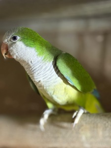 Пташенята папуги монахи квакер каліта