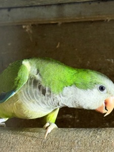 Пташенята папуги монахи квакер каліта