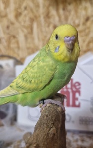 райдужні хвилясті папуги