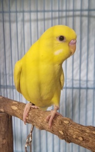 райдужні хвилясті папуги