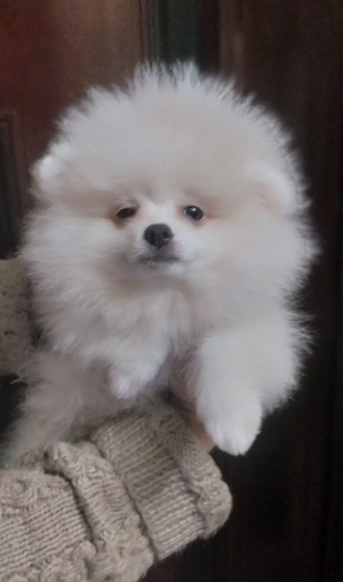 Цуценята померанського шпіца