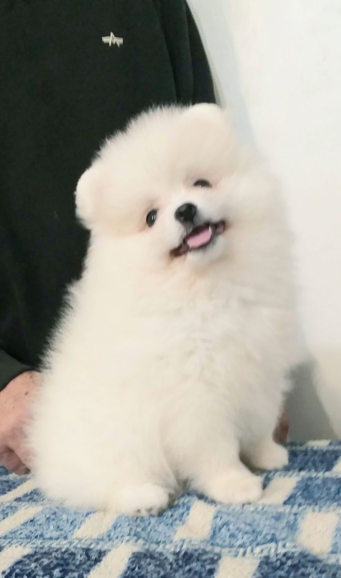 Цуценята померанського шпіца