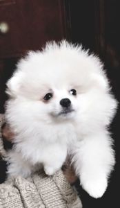 Цуценята померанського шпіца