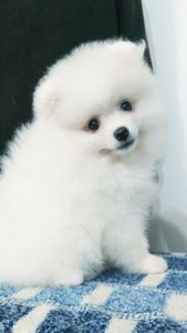 Цуценята померанського шпіца