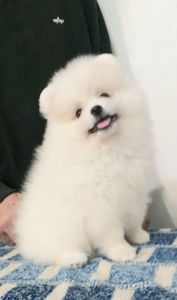 Цуценята померанського шпіца