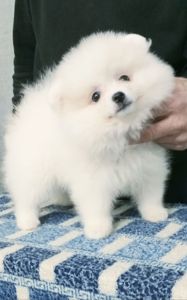 Цуценята померанського шпіца