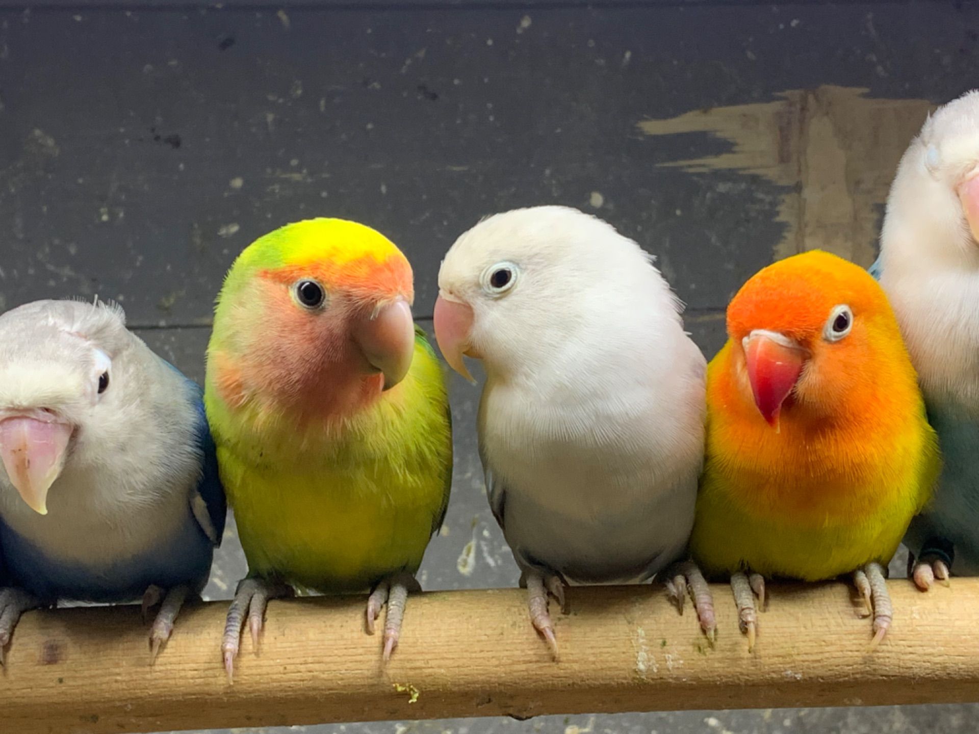 Нерозлучники молоді пташенята