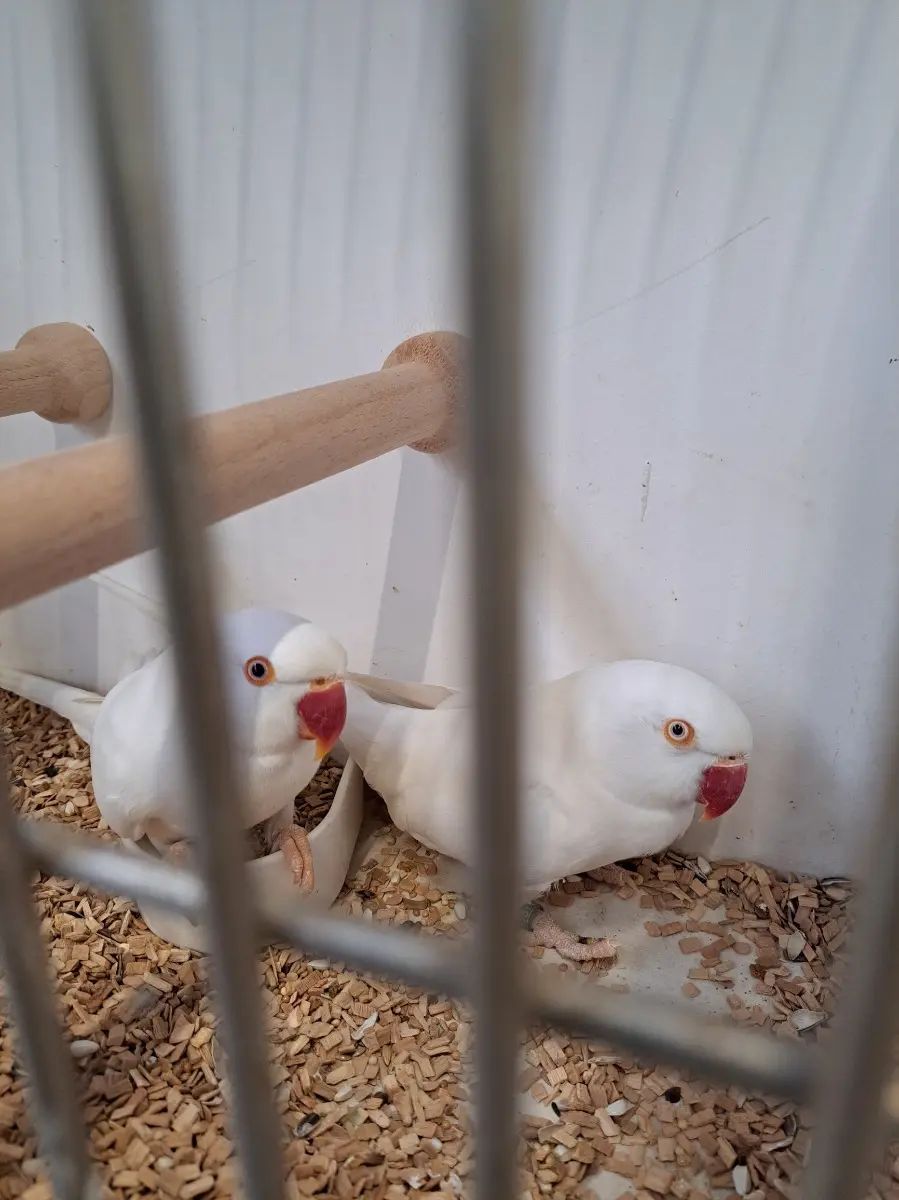 Ожереловые попугаи птенцы ручные.