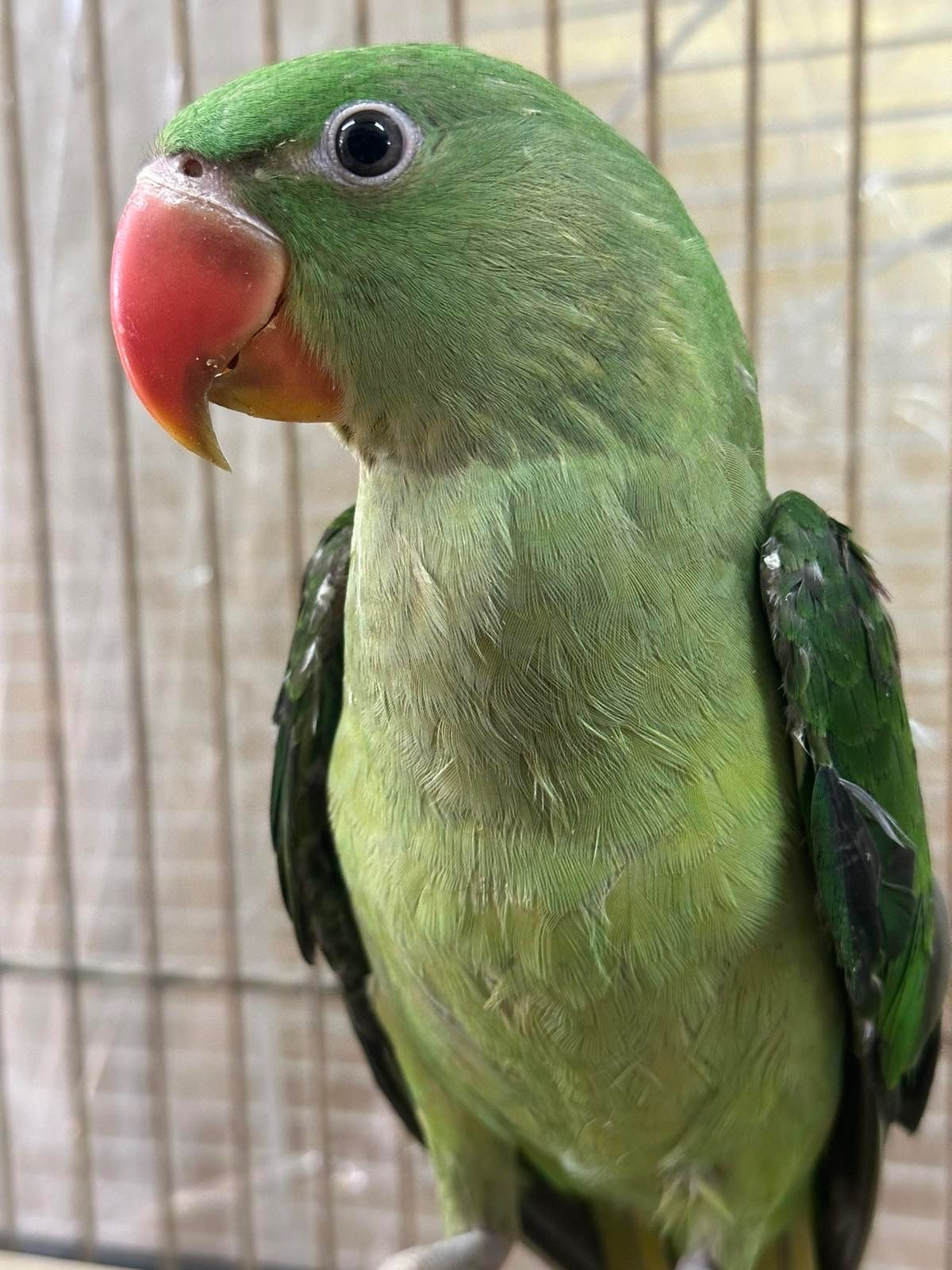 Олександрійський папуга для навчання говорити, молоді та цікаві папужки