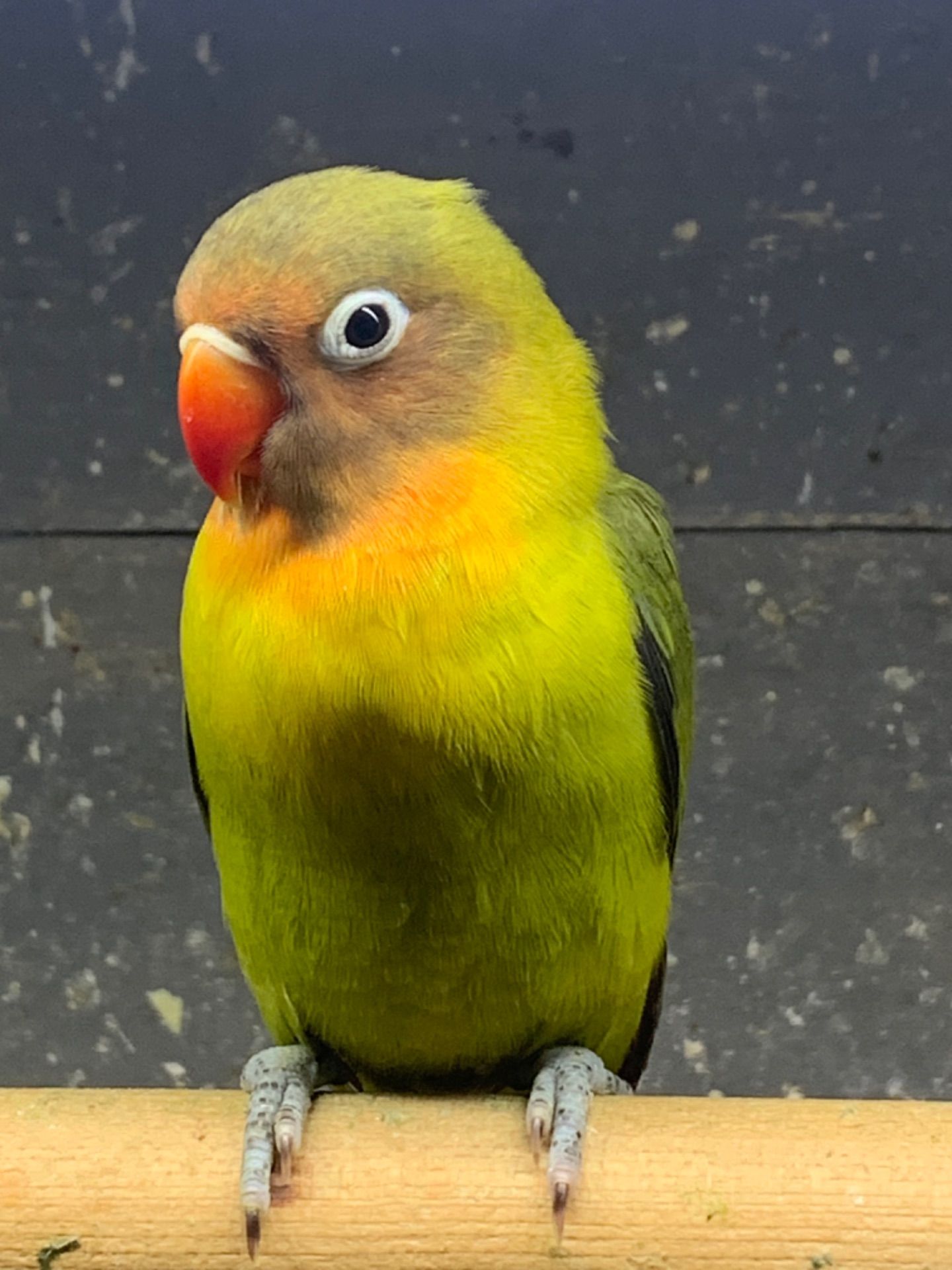 Нерозлучники молоді для приручення