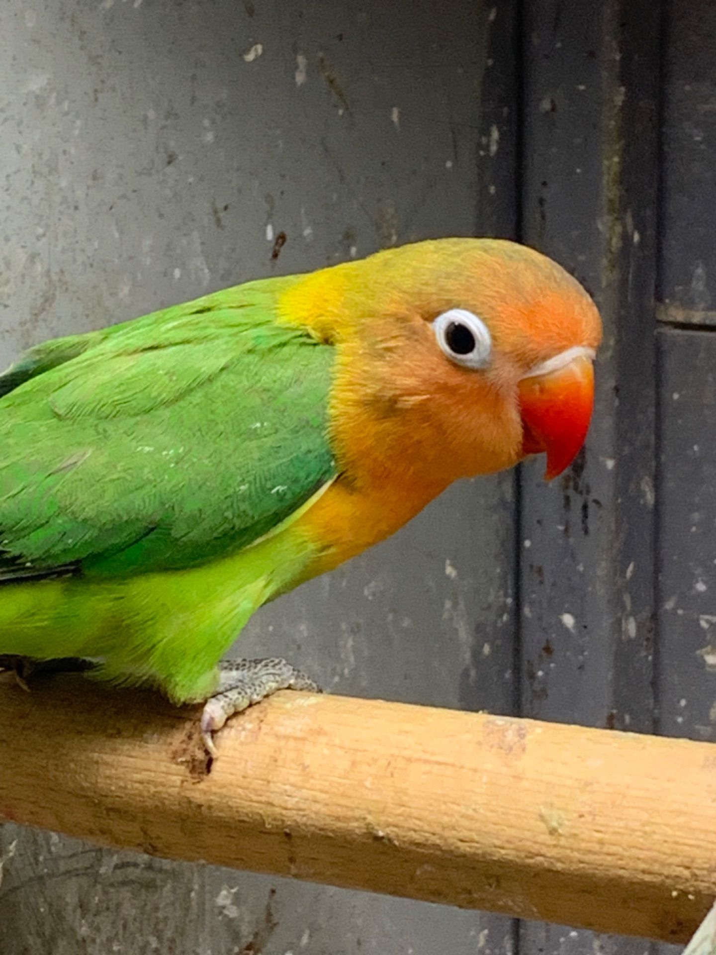 Нерозлучники молоді для приручення