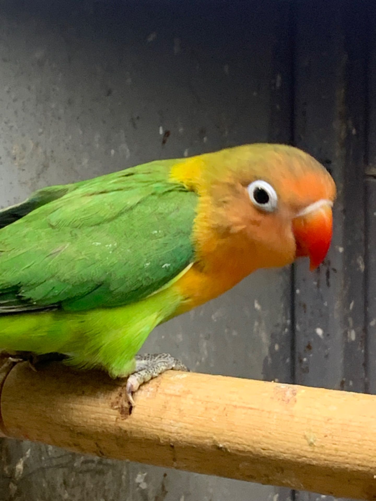 Нерозлучники молоді для приручення