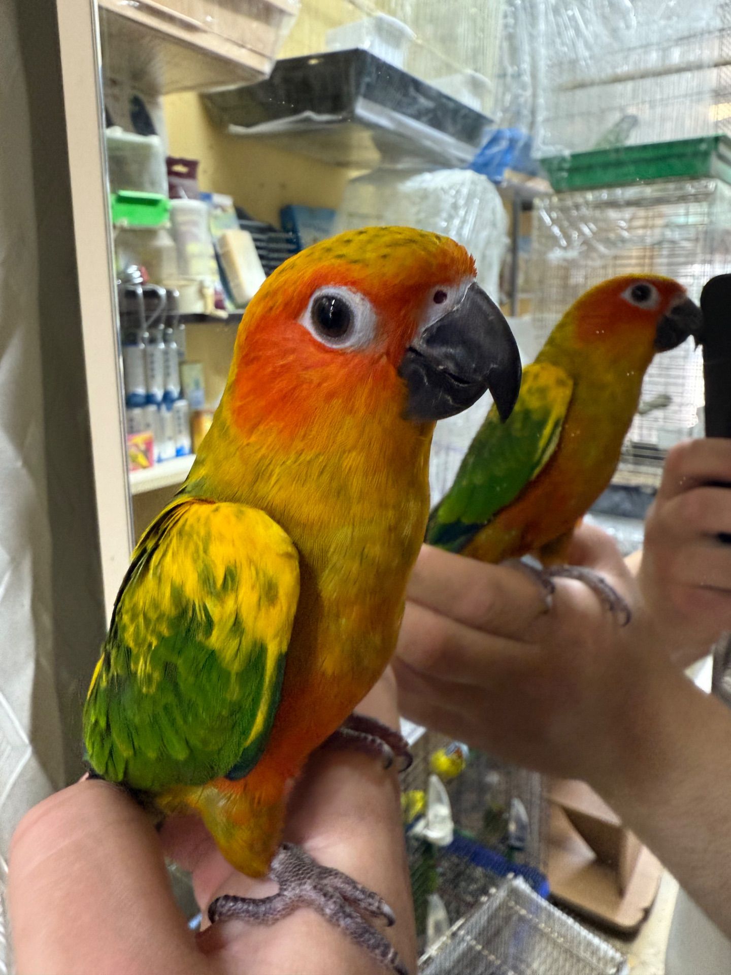 Аратінга папуга сонячний малюк молодий