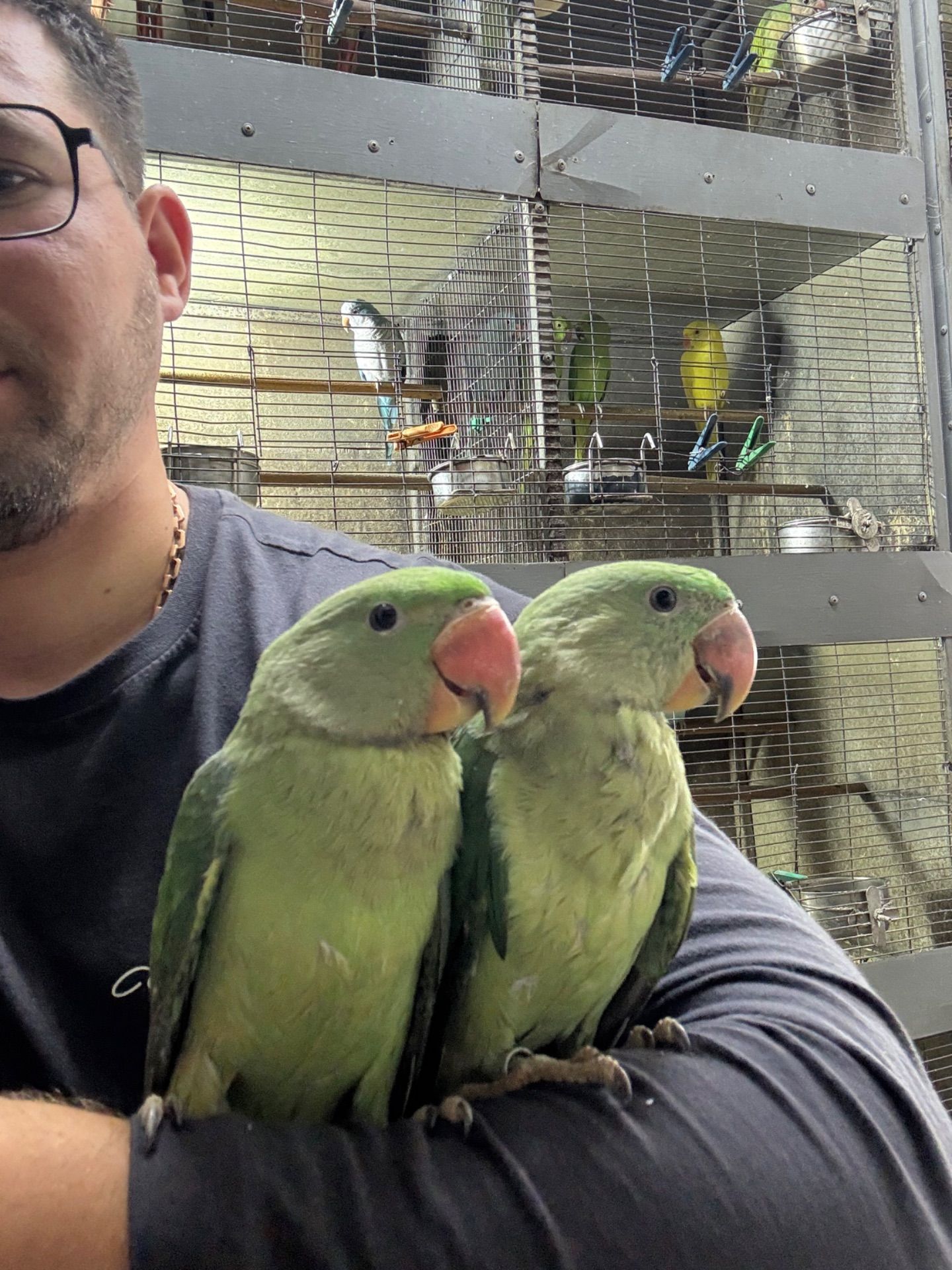 Александрийский ручной попугайчик выкормыши