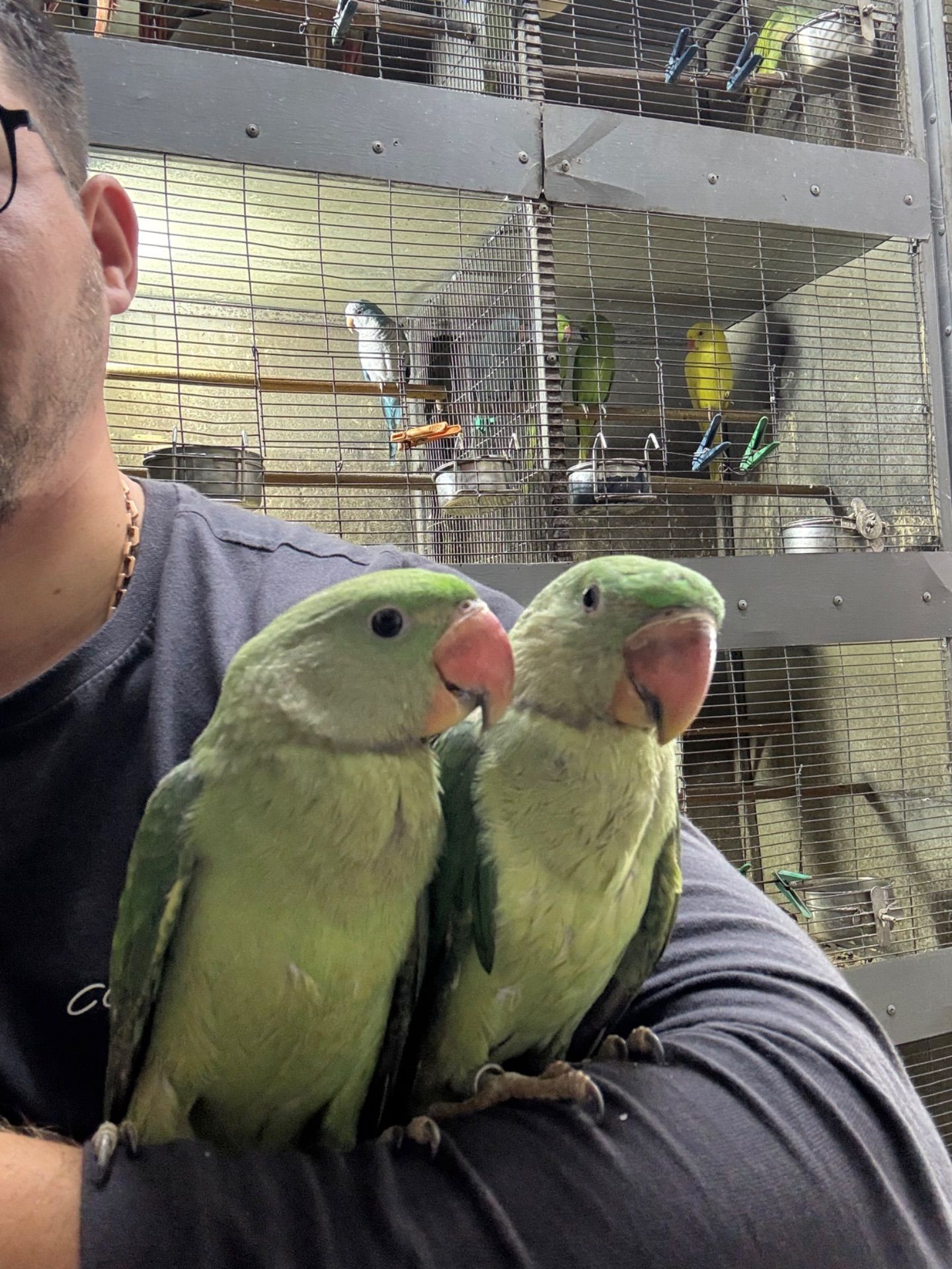 Александрийский ручной попугайчик выкормыши