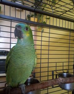 Ручной попугай Амазон, мальчик выкормыш