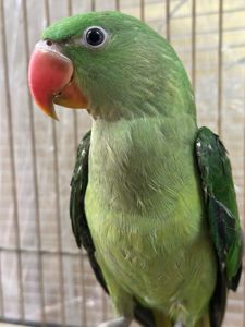 Олександрійський папуга для навчання говорити, молоді та цікаві папужки