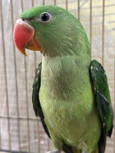 Олександрійський папуга для навчання говорити, молоді та цікаві папужки