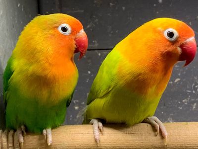 Нерозлучники молоді пташенята