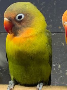 Нерозлучники молоді для приручення