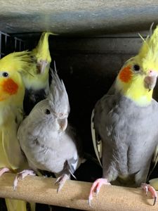 Корелла молоді папуги безщокі та природні