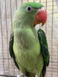Олександрійський папуга для навчання говорити, молоді та цікаві папужки