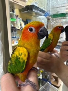 Аратінга папуга сонячний малюк молодий