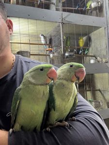 Александрийский ручной попугайчик выкормыши