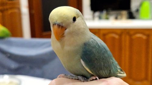 Нерозлучники молоді для приручення