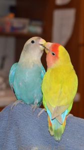 Нерозлучники молоді пташенята