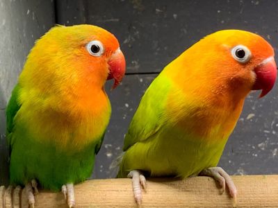 Нерозлучники молоді пташенята