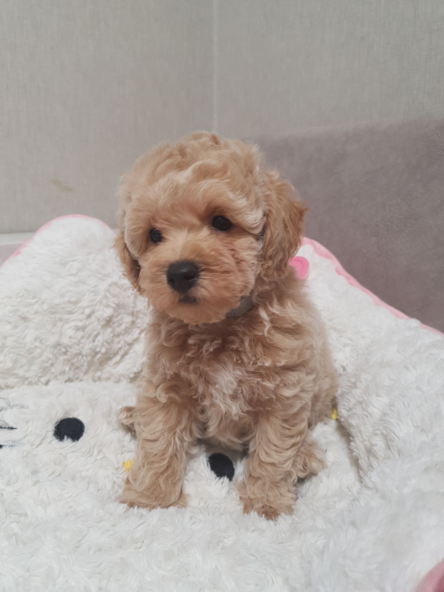 Хлопчики мальтіпу