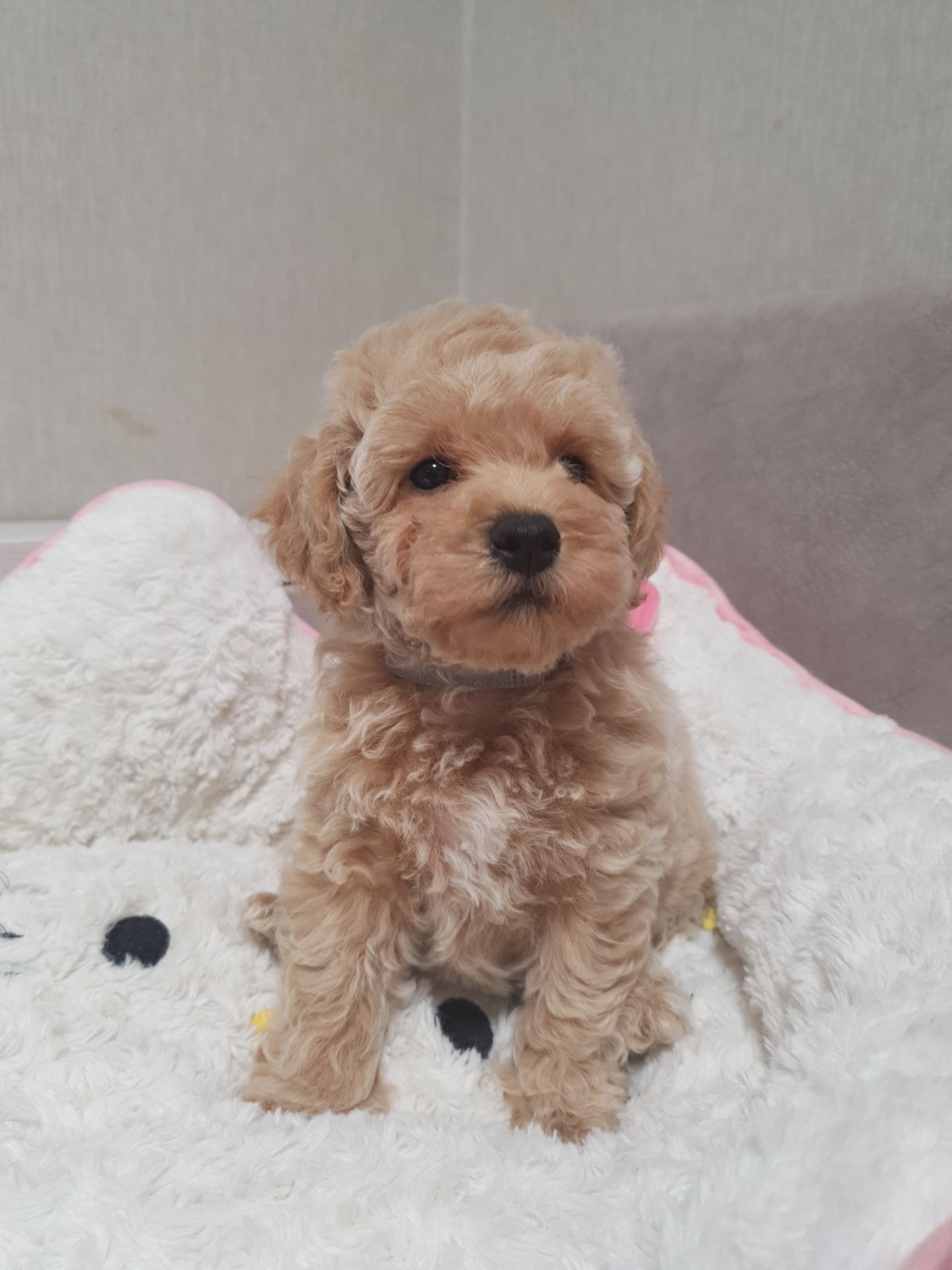 Хлопчики мальтіпу