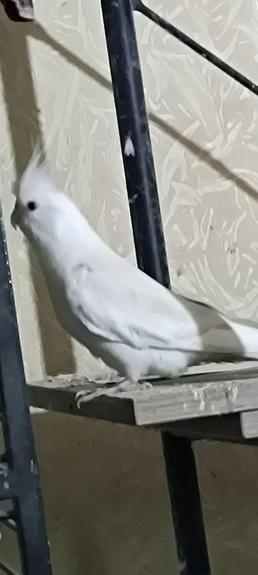 Взрослые и малыши Корелл