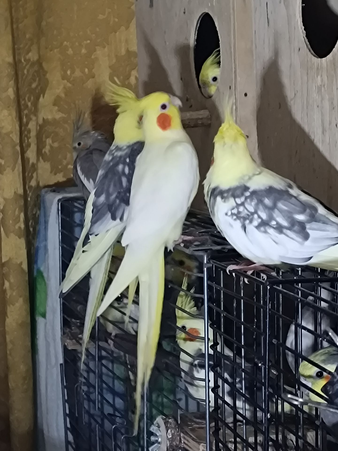 Взрослые и малыши Корелл