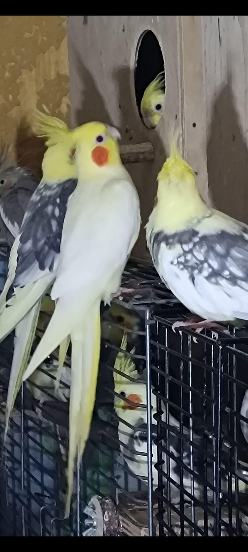 Взрослые и малыши Корелл