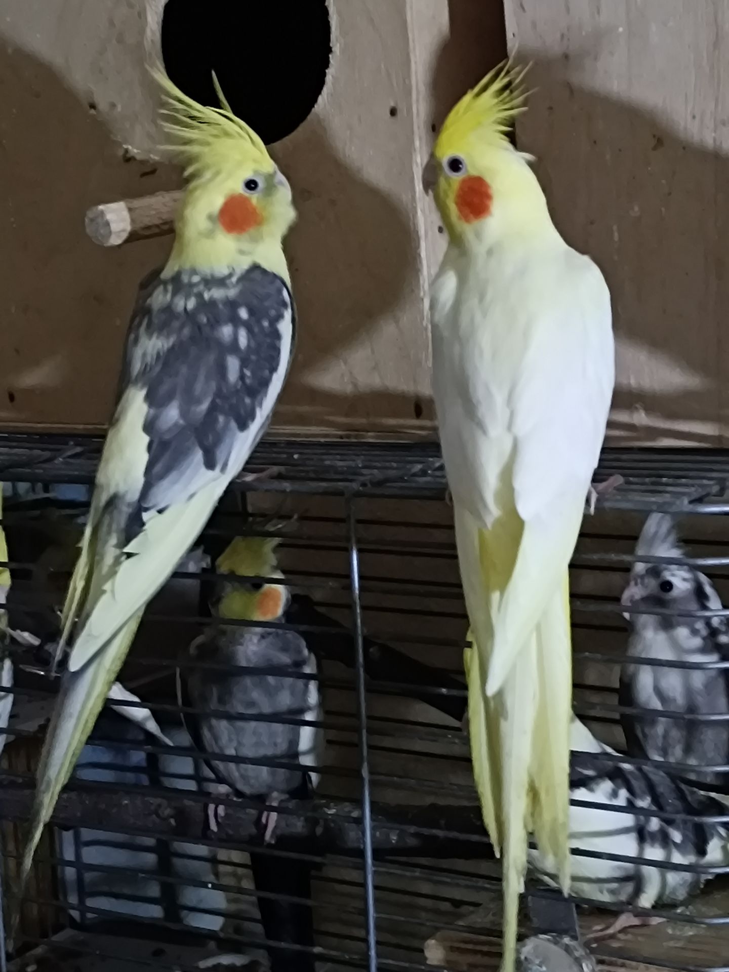 Взрослые и малыши Корелл