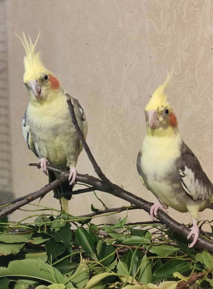 Взрослые и малыши Корелл