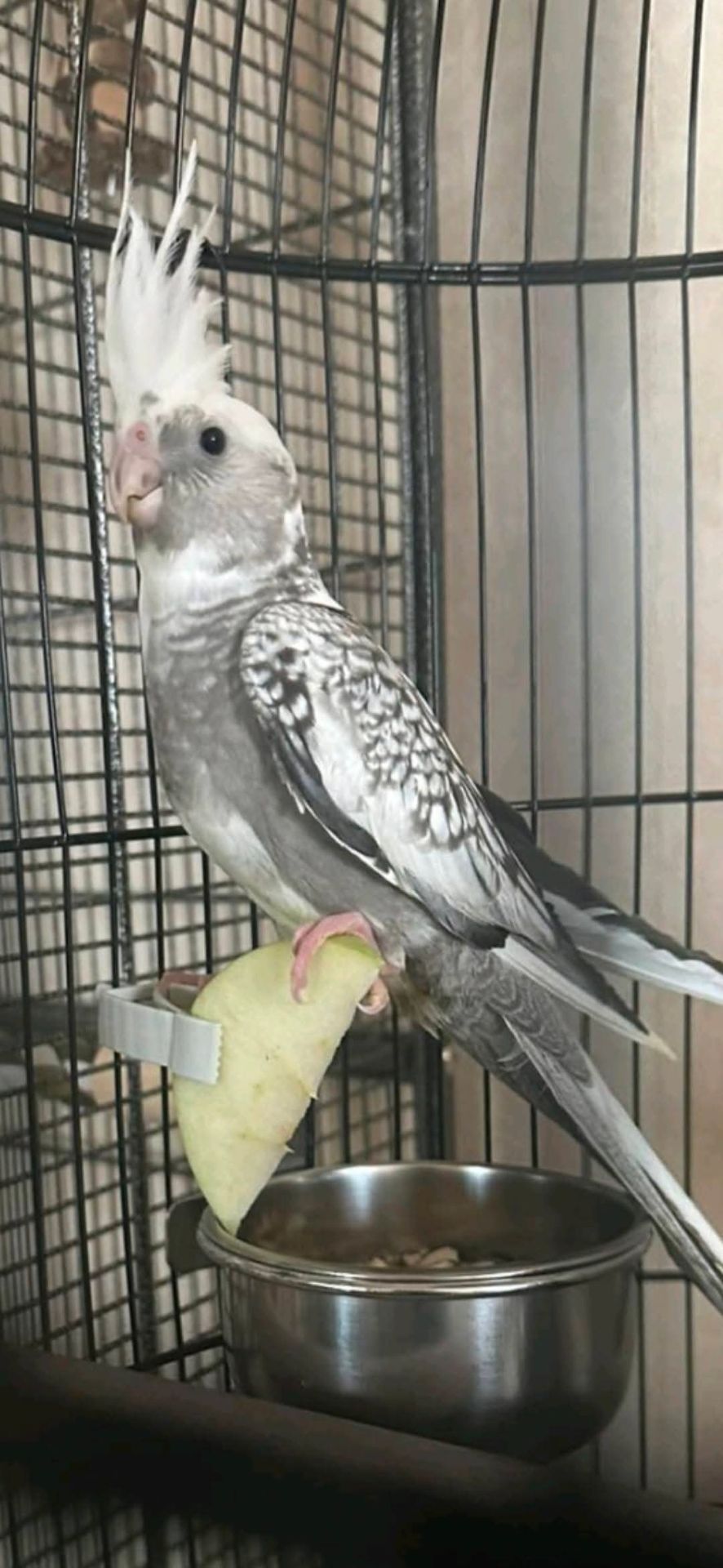 Взрослые и малыши Корелл