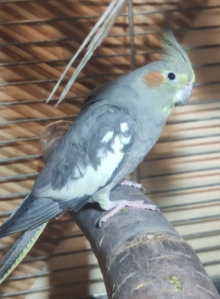 Взрослые и малыши Корелл