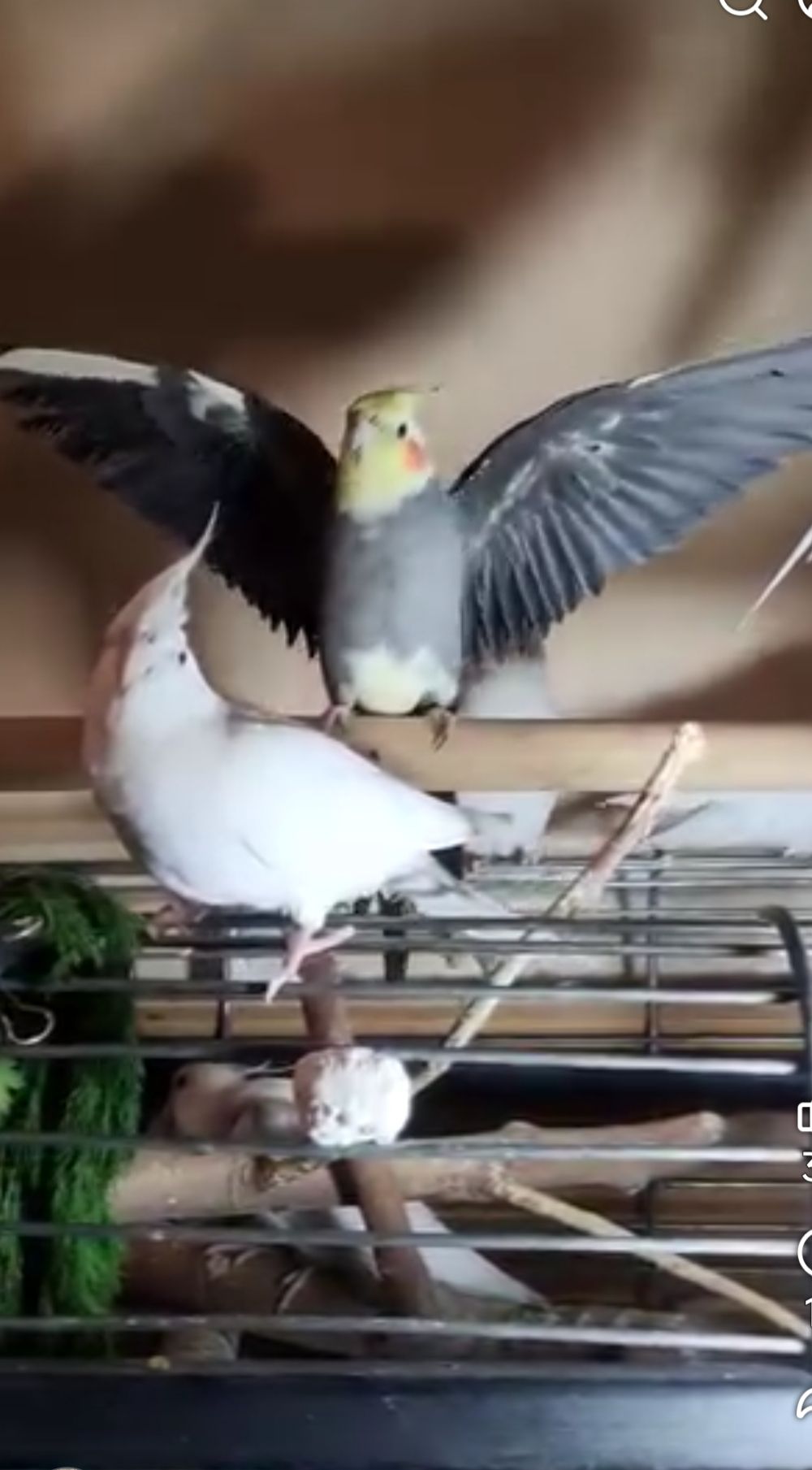 Взрослые и малыши Корелл