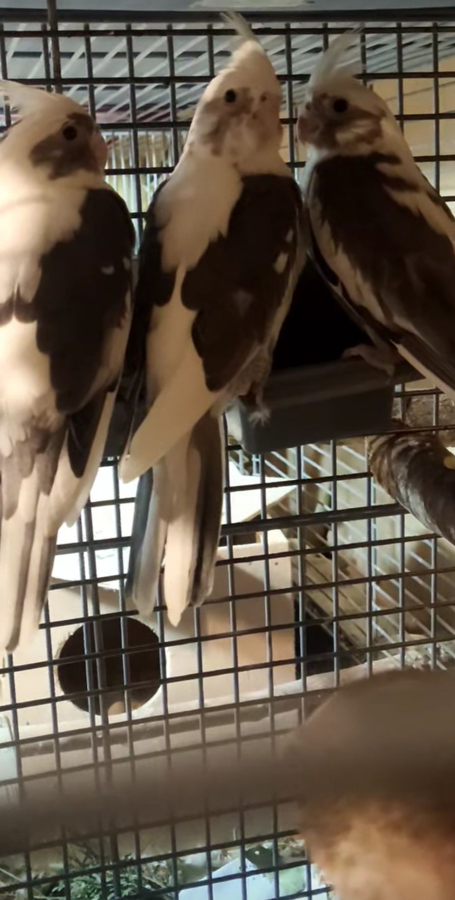 Взрослые и малыши Корелл